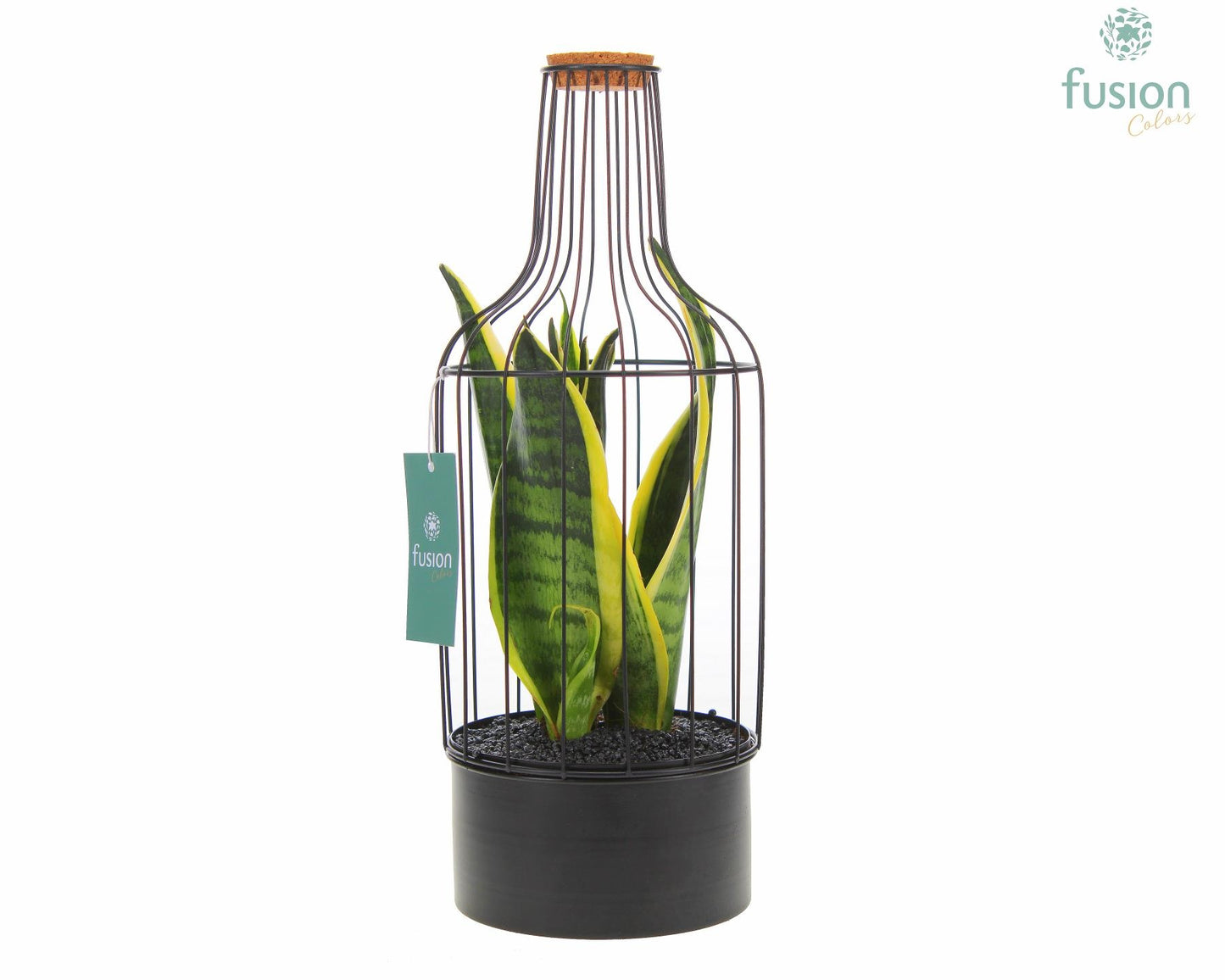 Metaal fles zwart Medium met Sansevieria 35cm 15cm Pot