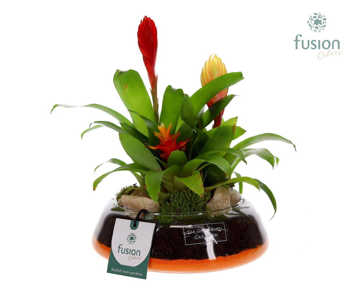 arr. Bromelia 20cm 19cm Pot