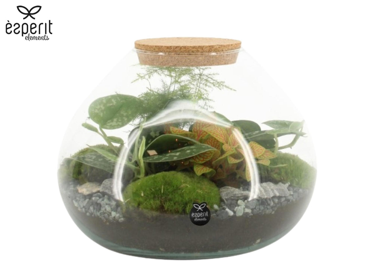 Glass Terrarium 20cm 25cm Pot