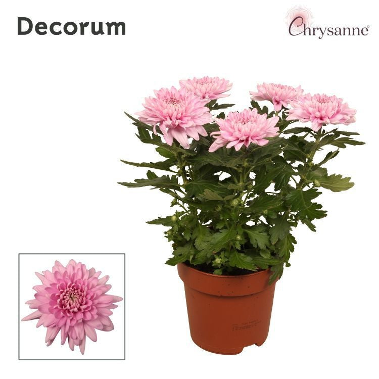 Chrysanthemum Zembla pink 35cm 17cm Pot