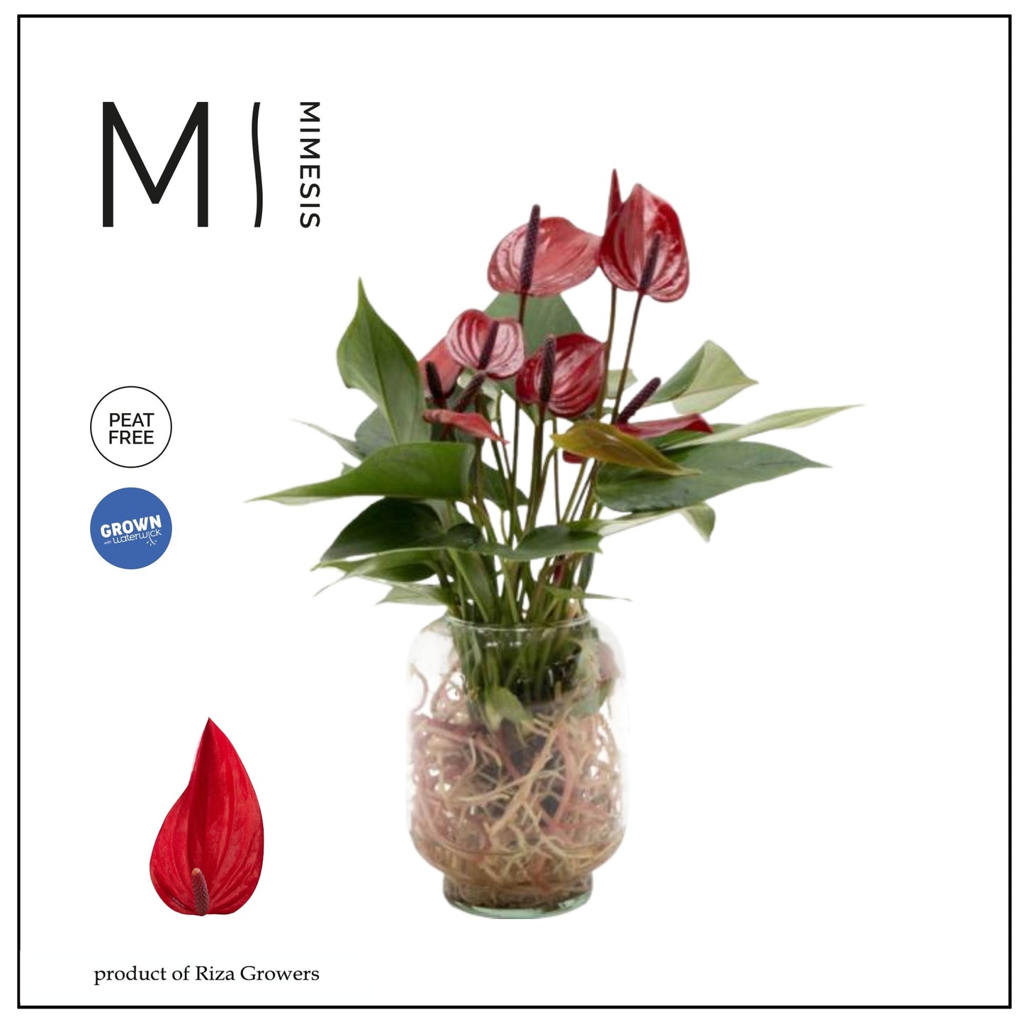 Anthurium Banderola Lava 20cm 10cm Pot