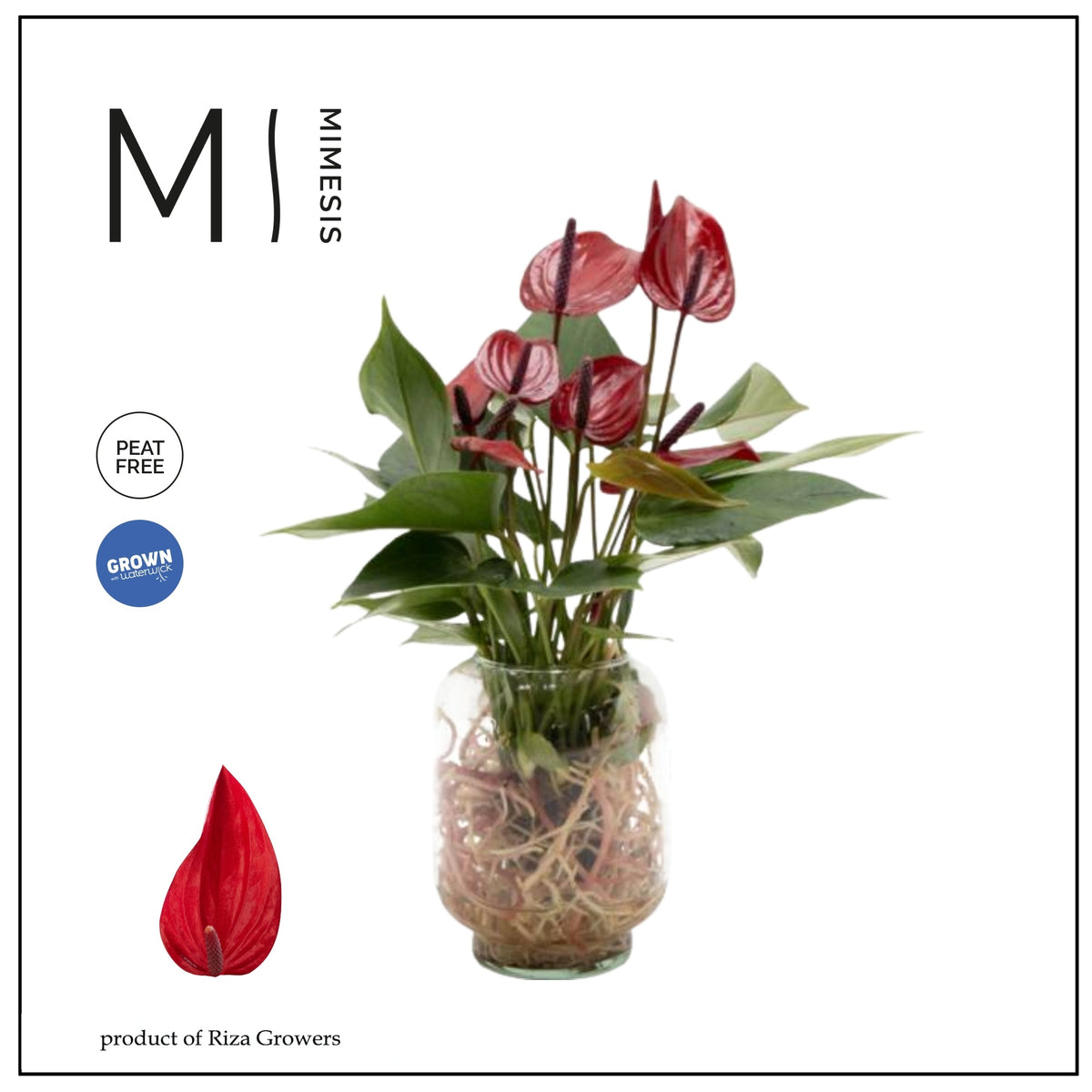 Anthurium Banderola Lava 20cm 10cm Pot