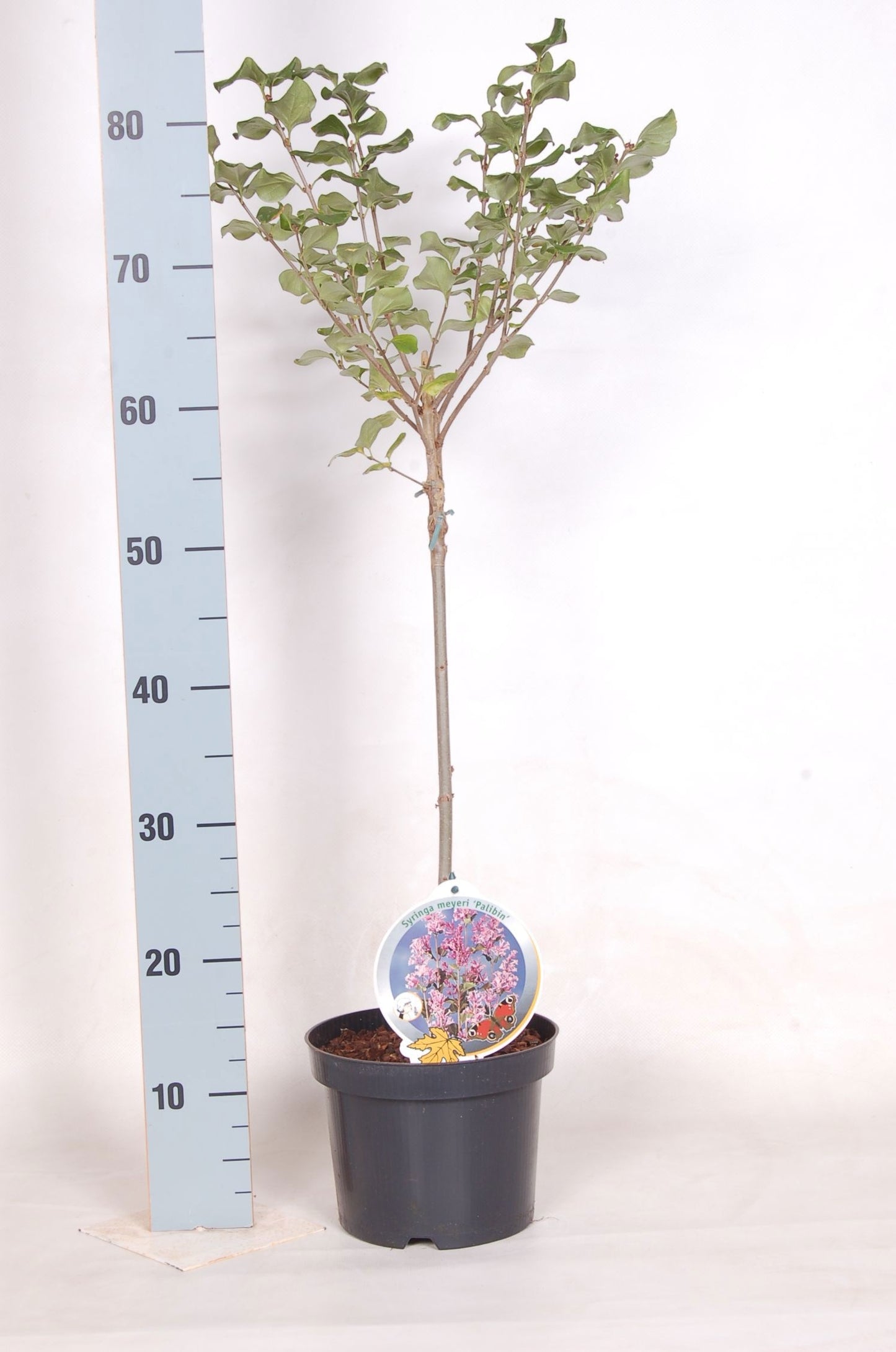 Syringa meyeri Palibin 100cm 19cm Pot