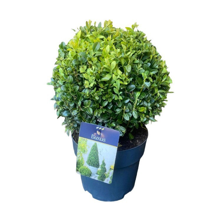 Buxus sempervirens ball 35cm 19cm Pot