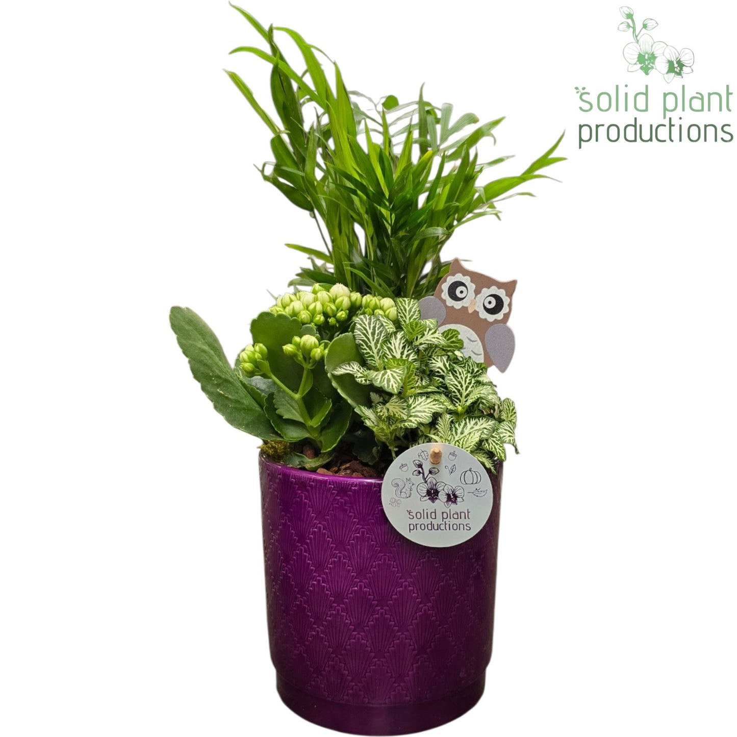 CH001 Amy Purple 38cm 13cm Pot