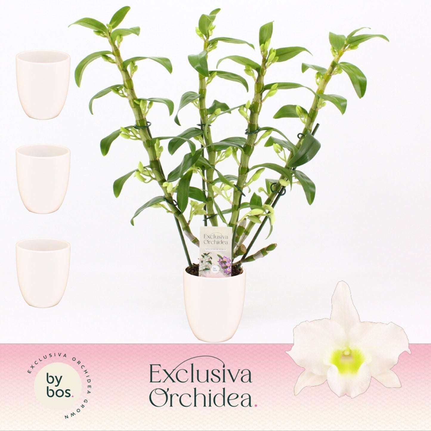 Dendrobium Apollon 50cm 12cm Pot