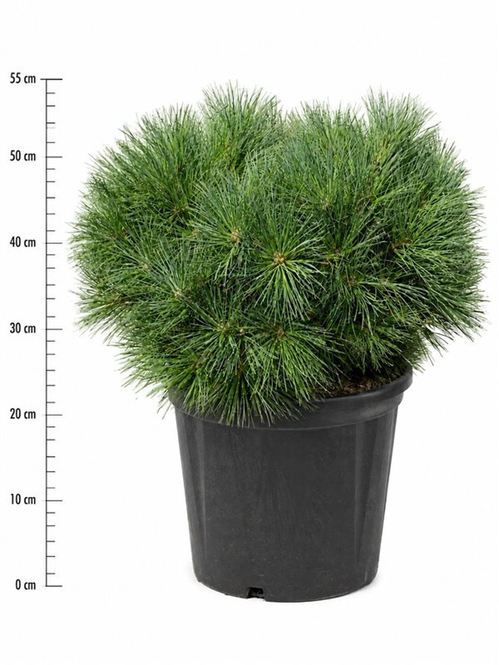Pinus hybrid 60cm 32cm Pot