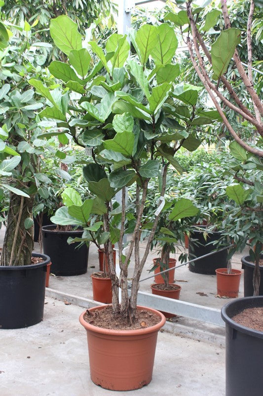 Ficus lyrata 250cm 60cm Pot