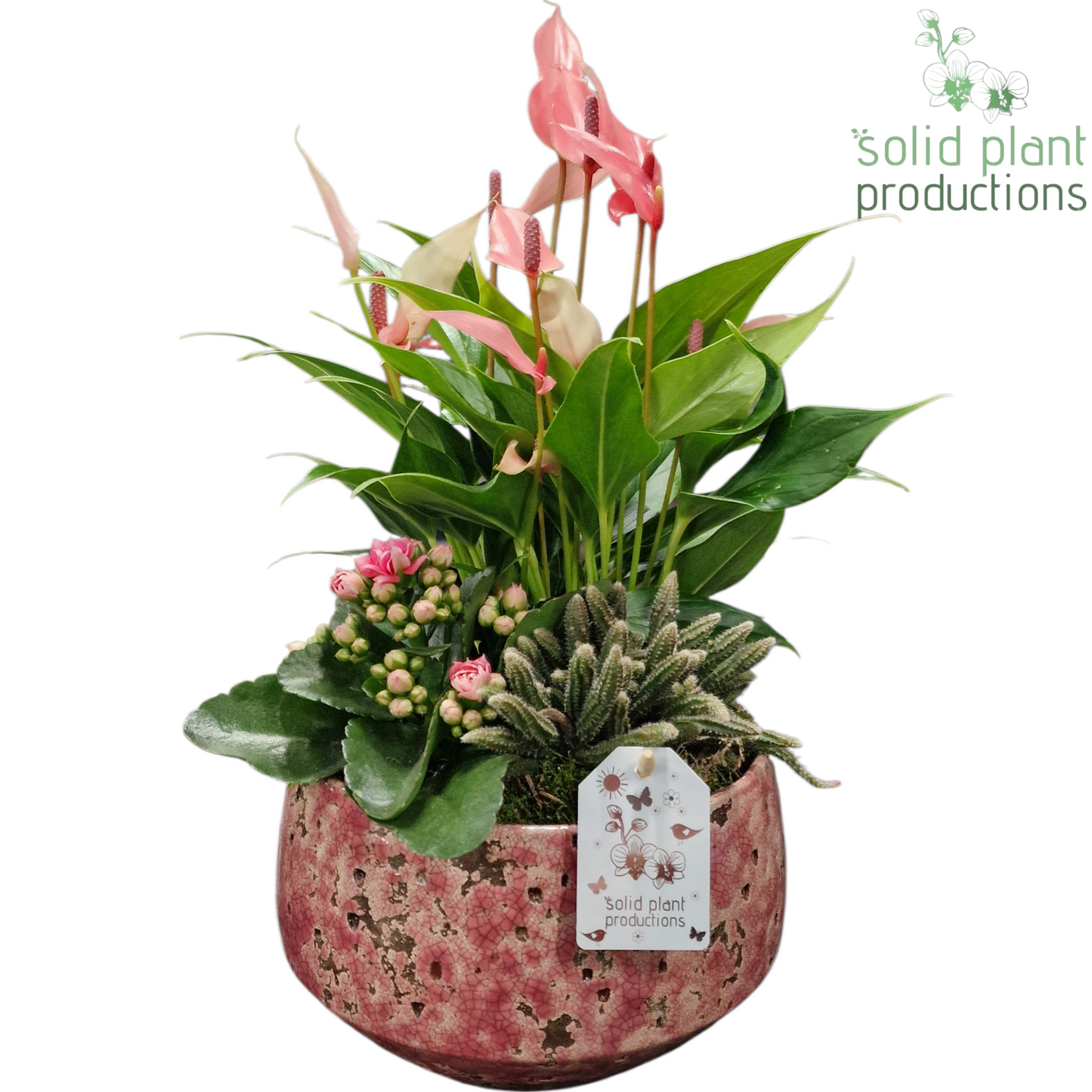 Solid Plant Productions AT122 Aurora Hard Pink Mini Anthurium Pack of 3