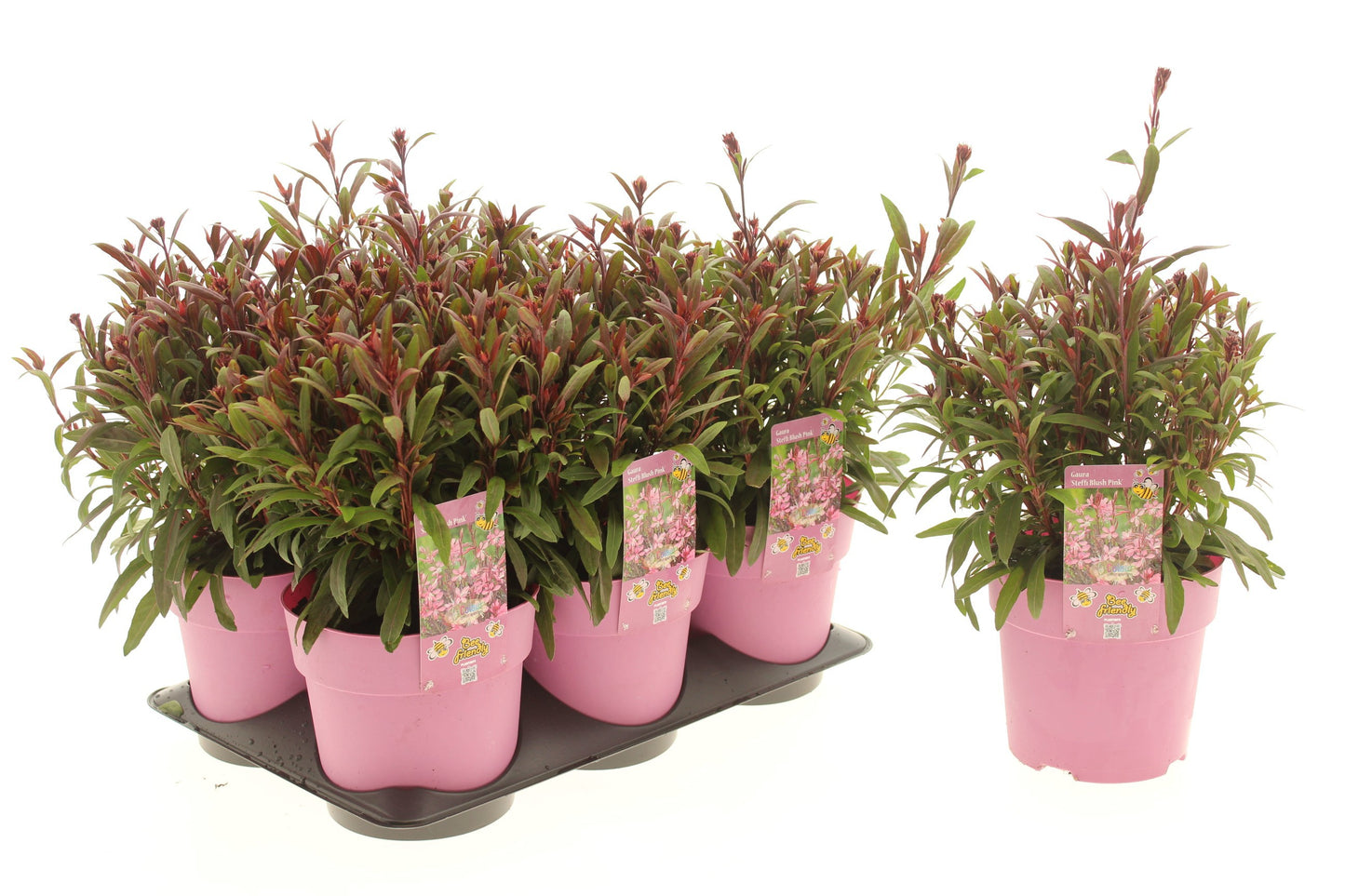 Gaura Steffi Dark Rose 15cm 15cm Pot