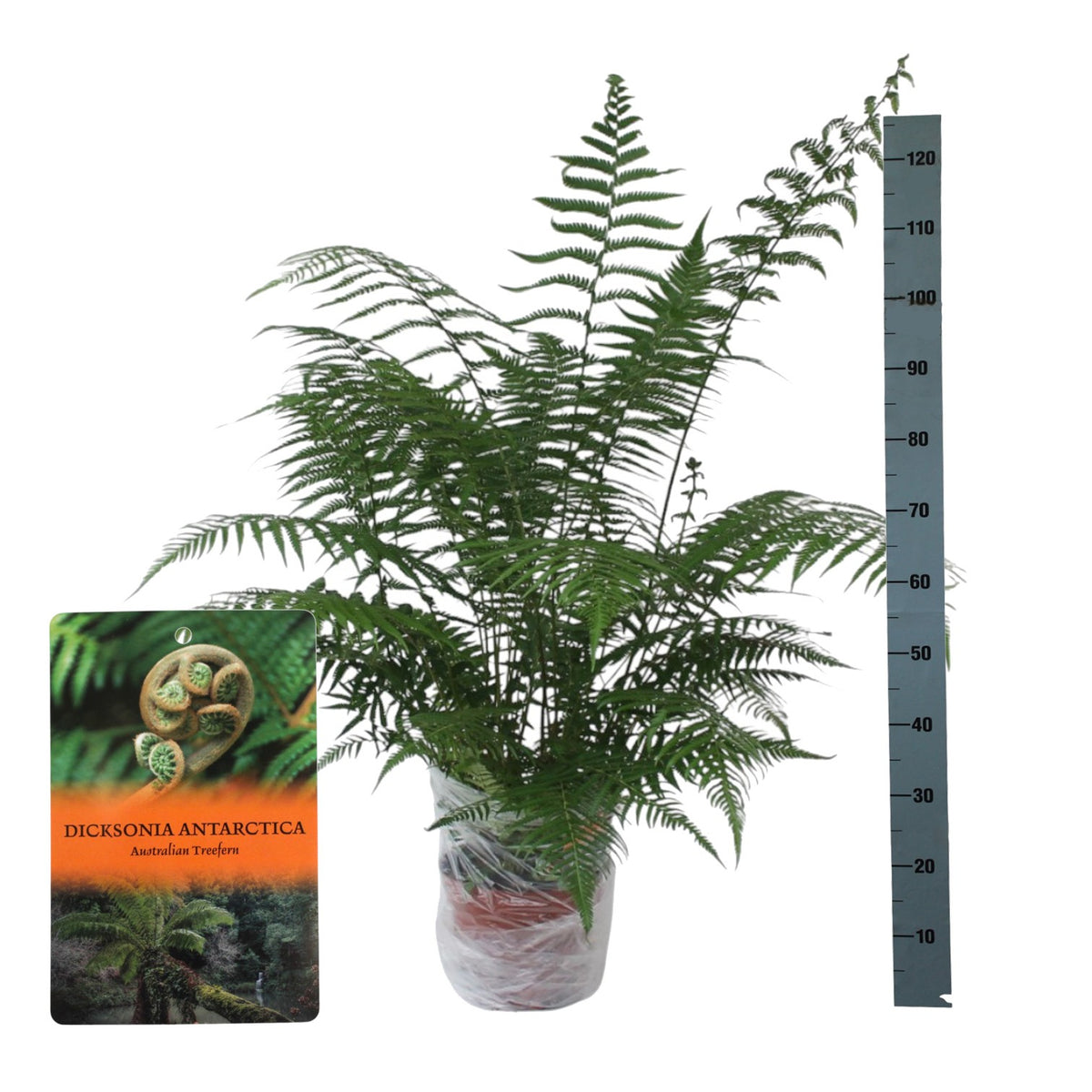 Dicksonia antarctica 70cm 24cm Pot