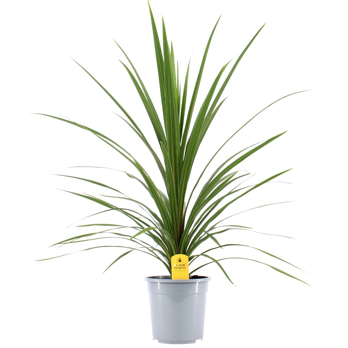 Cordyline Verde 100cm 24cm Pot