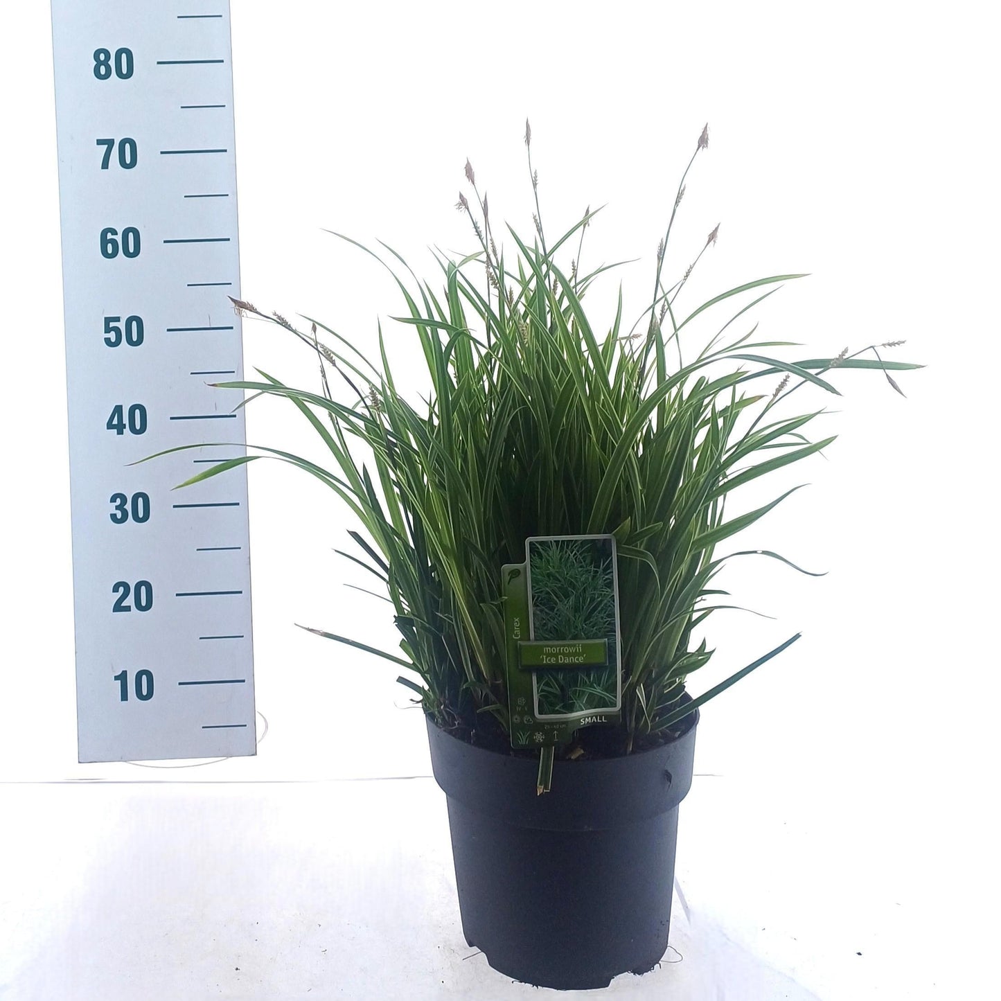 Carex morrowii Ice Dance 55cm 23cm Pot