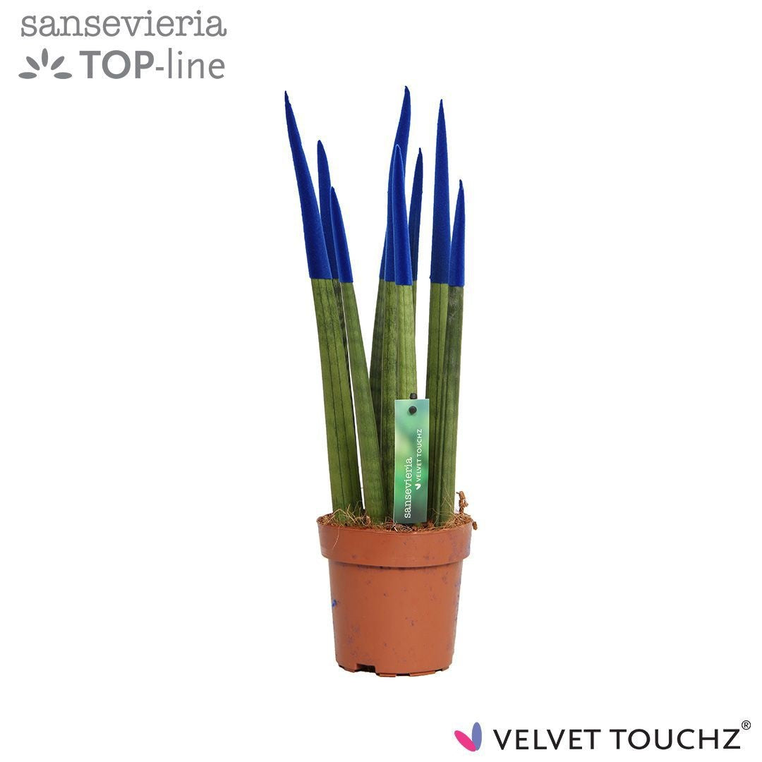 Sansevieria cylindrica 45cm 12cm Pot