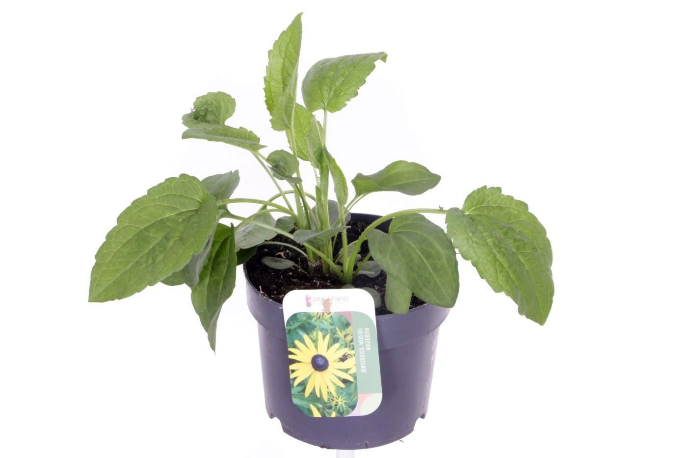 Rudbeckia fulgida Goldsturm 30cm 17cm Pot