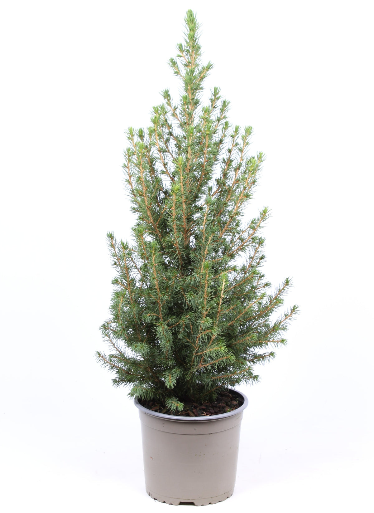 Picea glauca Conica 50cm 17cm Pot