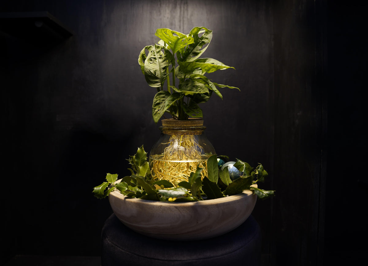 Foliage houseplants mix 30cm 12cm Pot