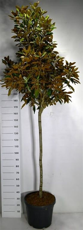 Bloemenkampen BV, Hkw. de Magnolia gran. Little Gem Pack of 1