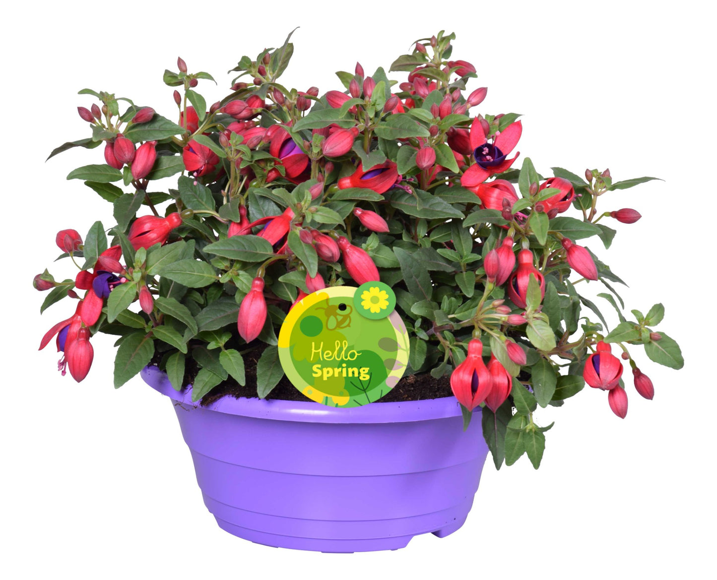 Fuchsia Bella Sacha 22cm 23cm Pot