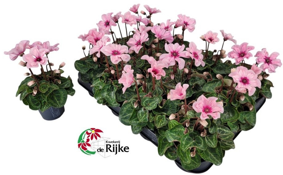 Cyclamen Illusia 15cm 7cm Pot