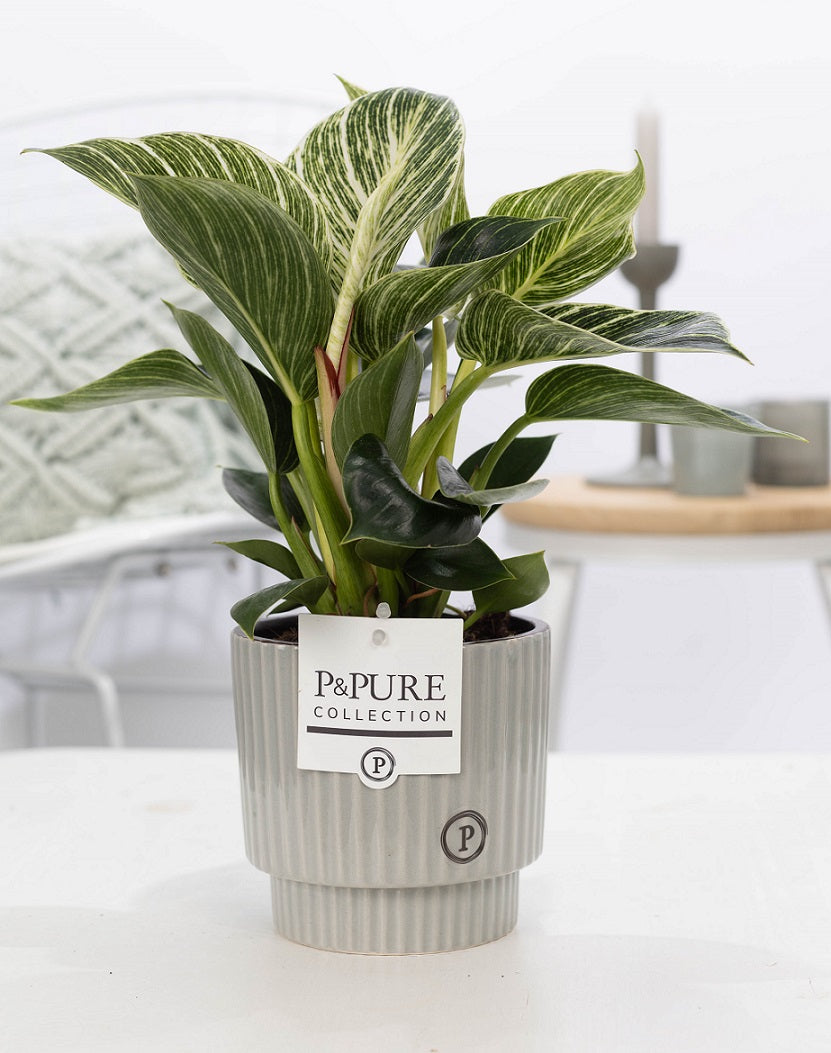 Philodendron scandens 35cm 12cm Pot