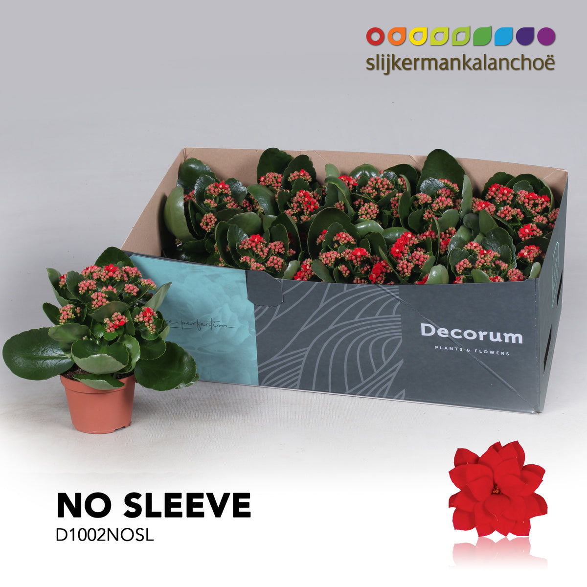 SlijkermanKalanchoe Kalanchoe Secret Red Pack of 12