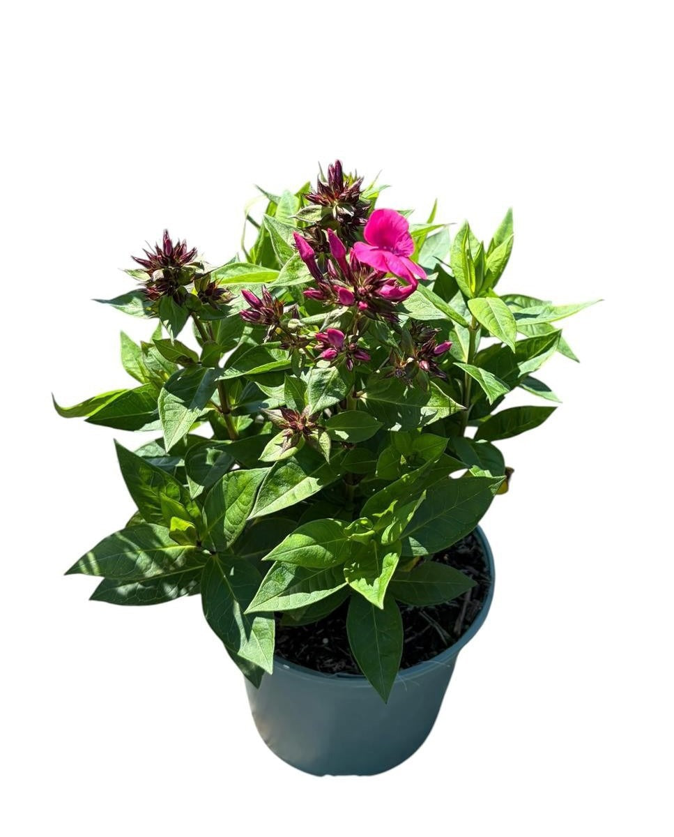Phlox pan. Famous Cerise 25cm 17cm Pot