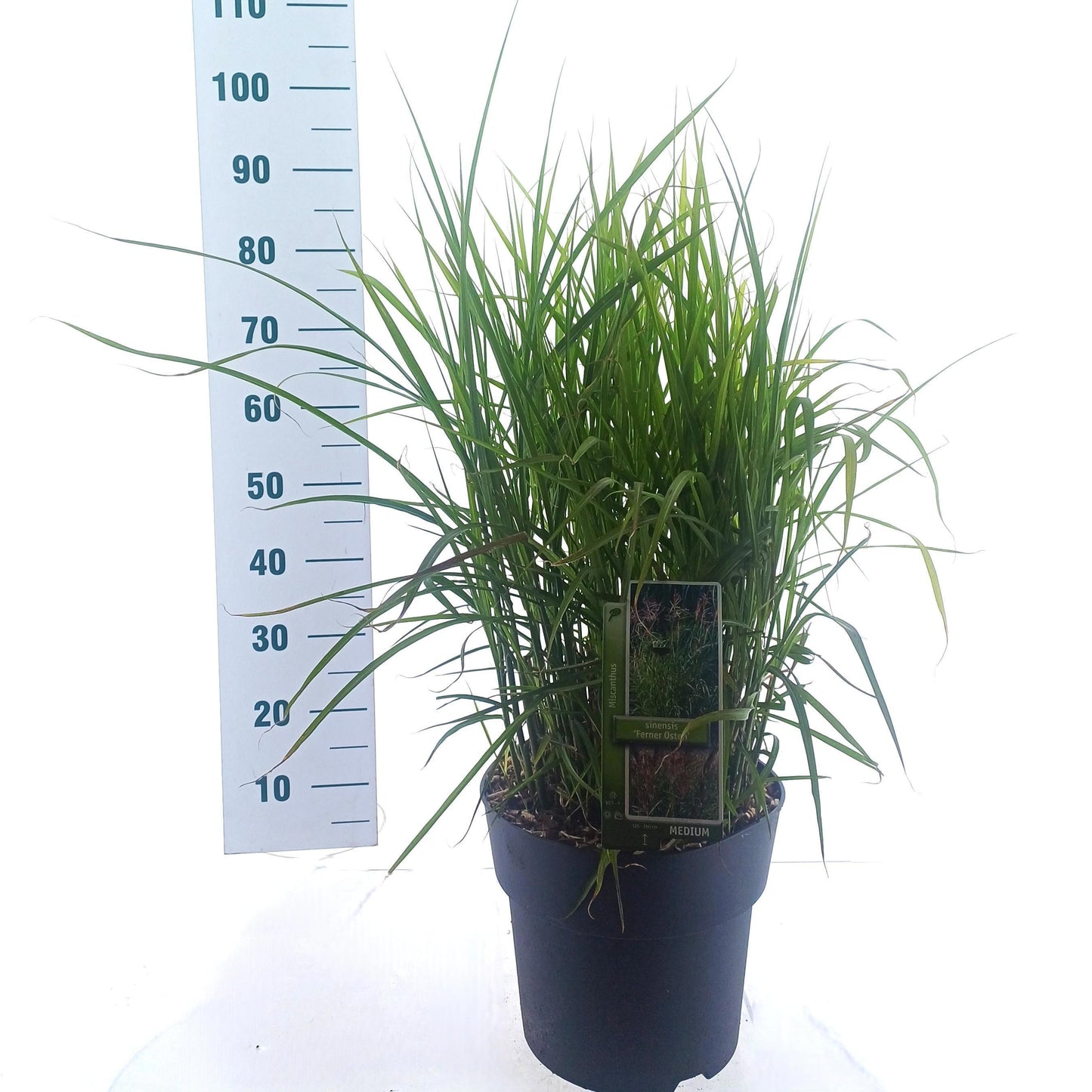 Miscanthus sinensis Ferner Osten 70cm 29cm Pot
