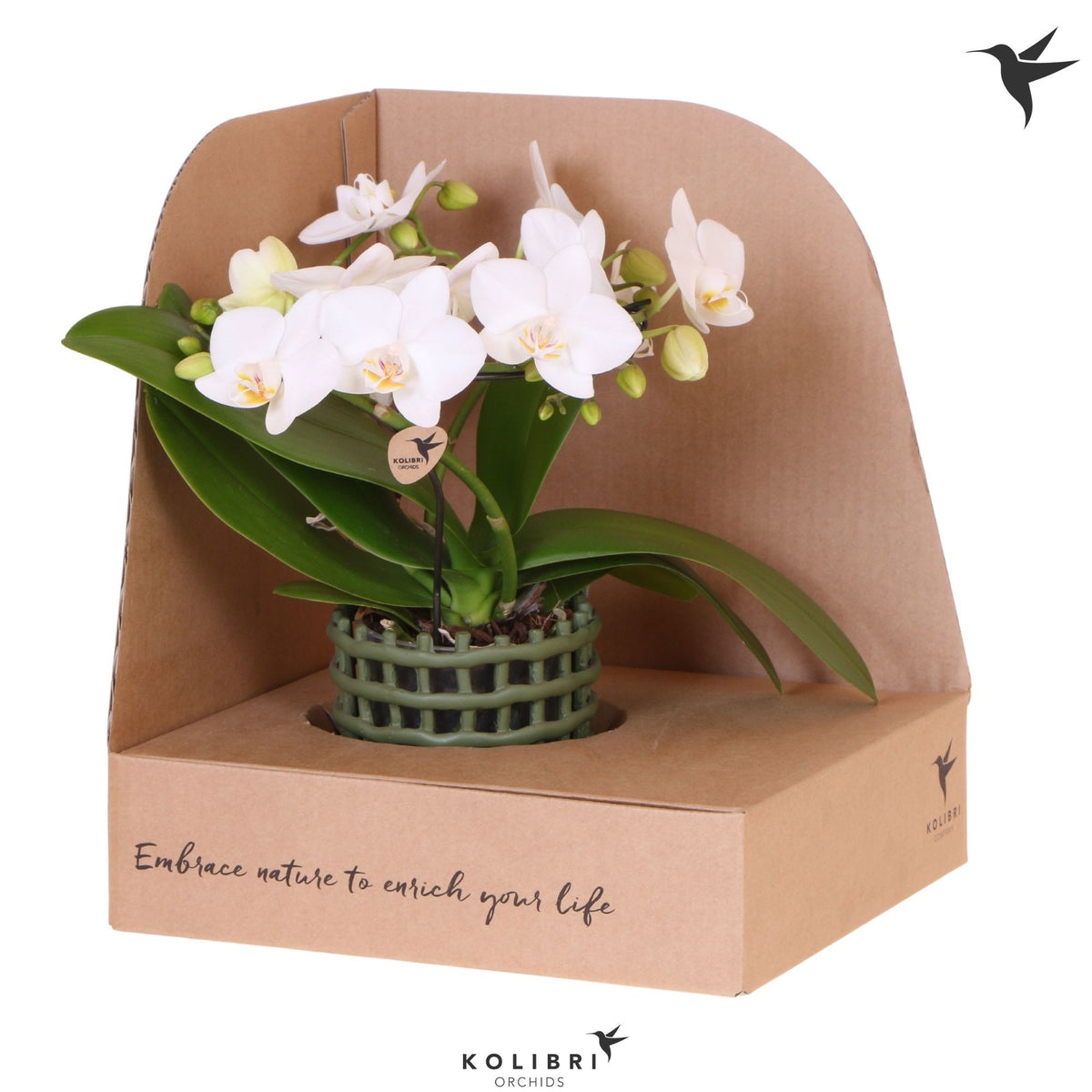 Phalaenopsis multiflora white 30cm 9cm Pot