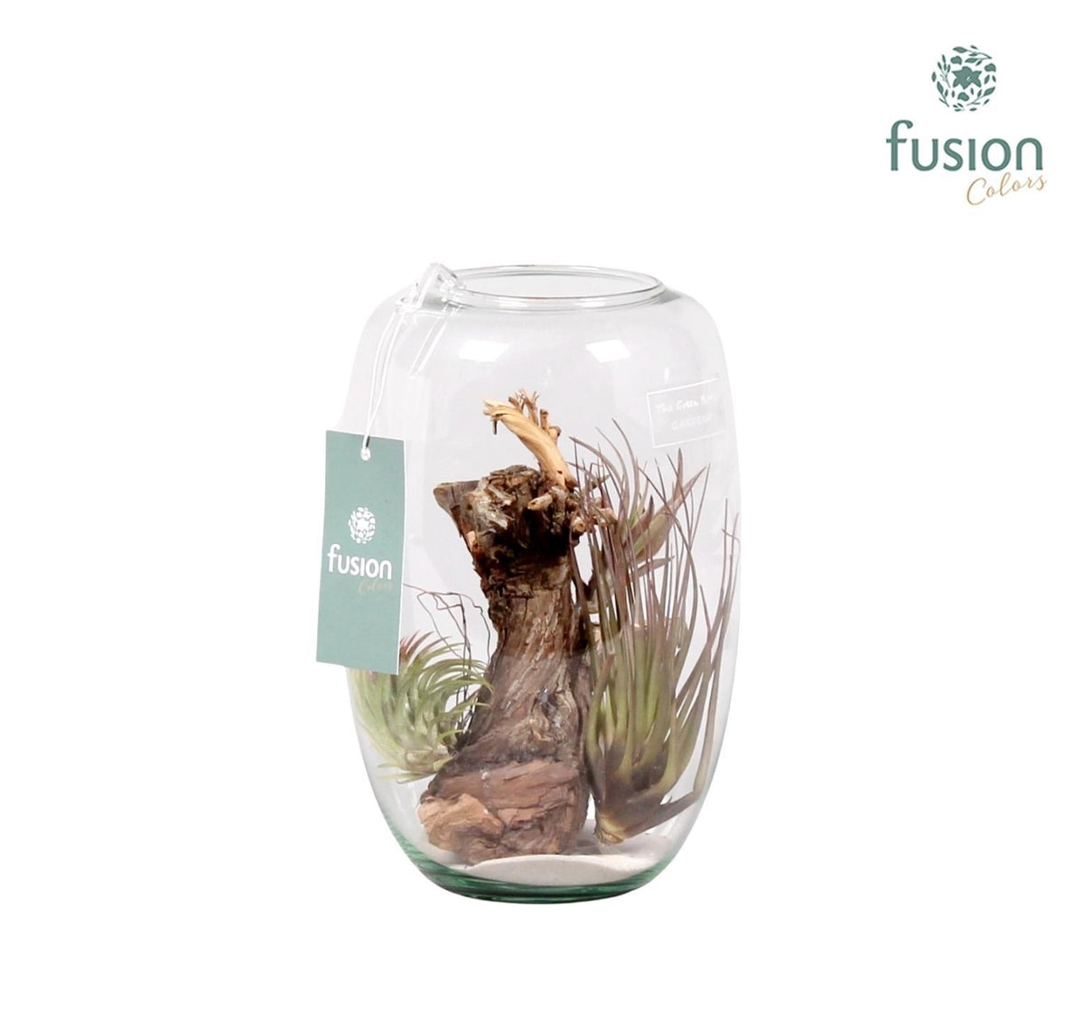 arr. Tillandsia 25cm 15cm Pot