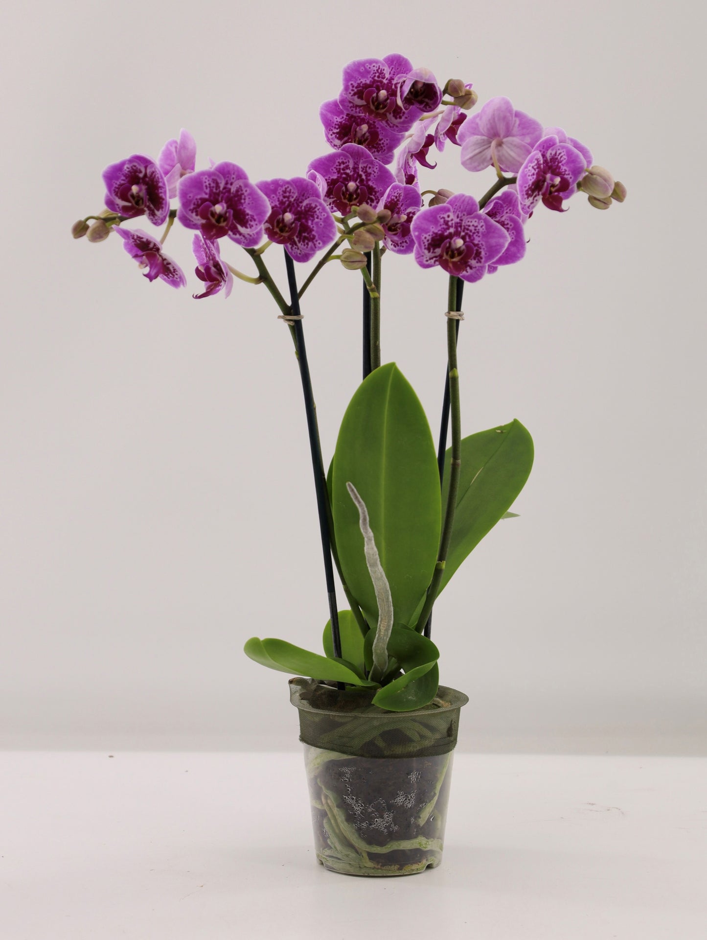 Phalaenopsis Hybrid 45cm 12cm Pot