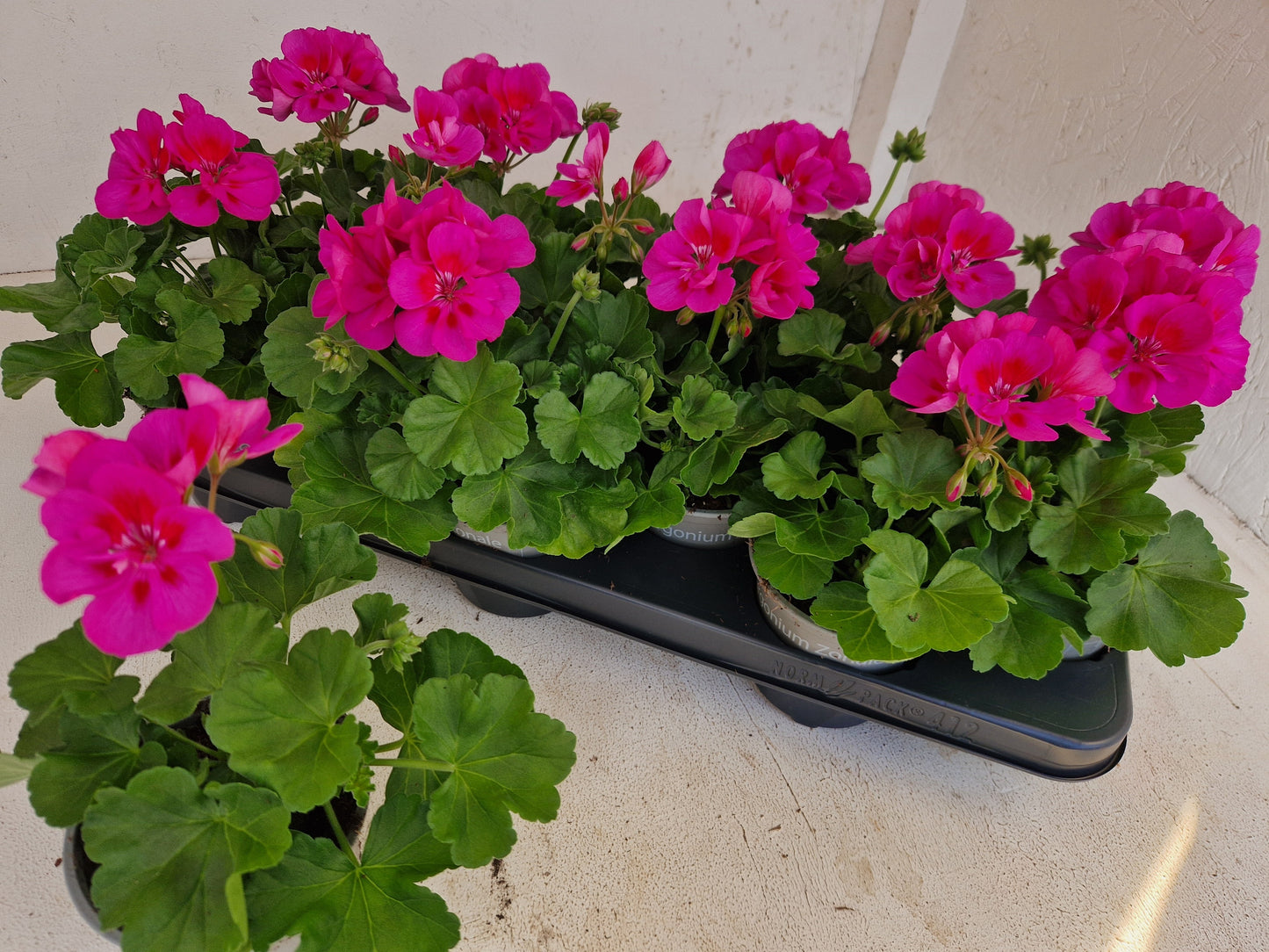 Pelargonium Calliope Lavender Splash 25cm 510cm Pot