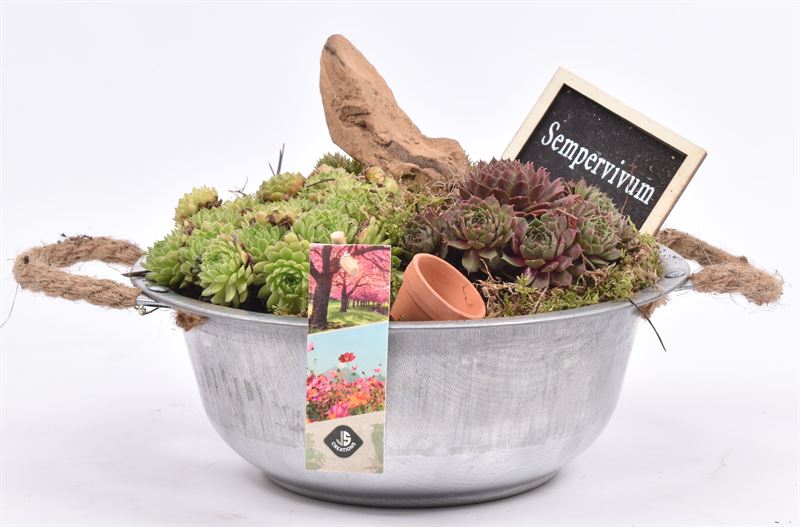 arr. Sempervivum 23cm Pot