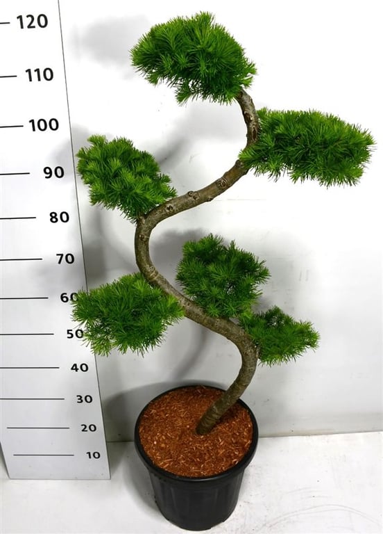 Larix kaempferi 130cm 38cm Pot