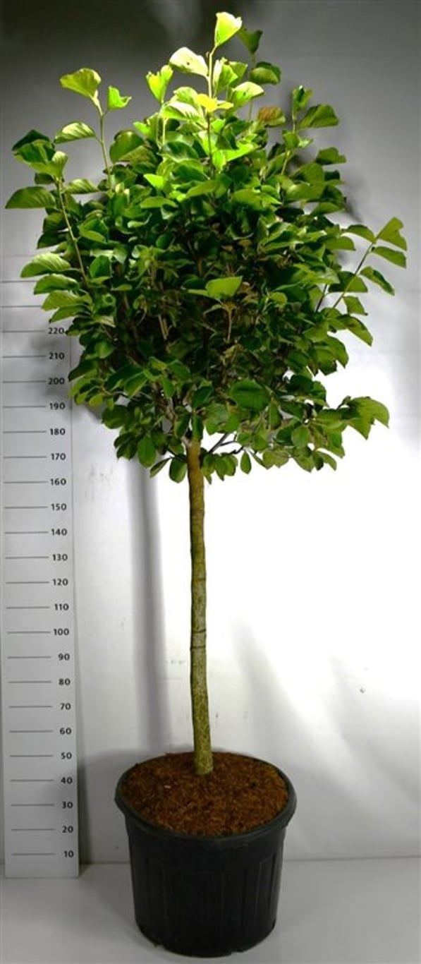 Magnolia soulangeana 230cm 65cm Pot