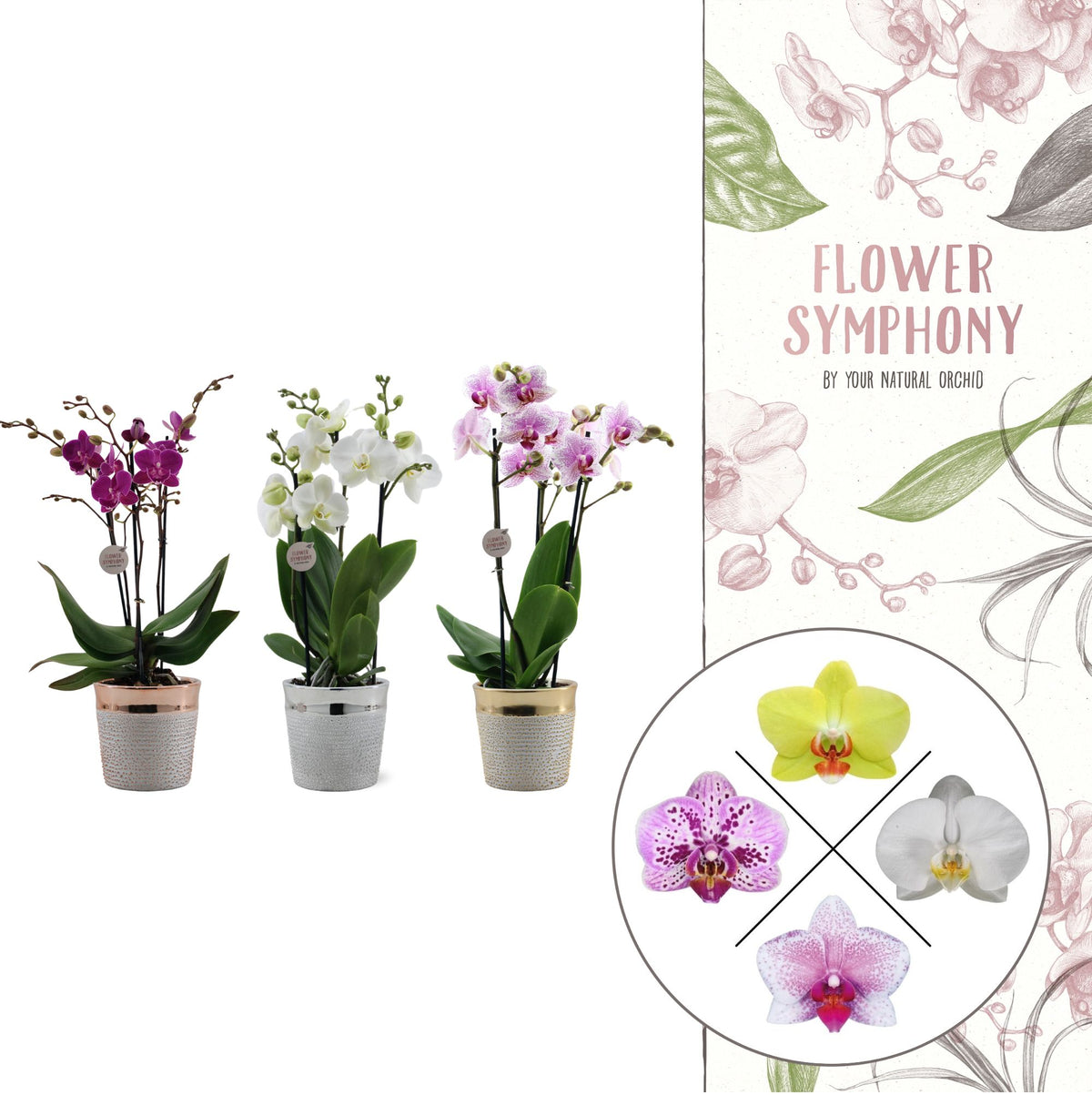 Phalaenopsis mix 45cm 12cm Pot