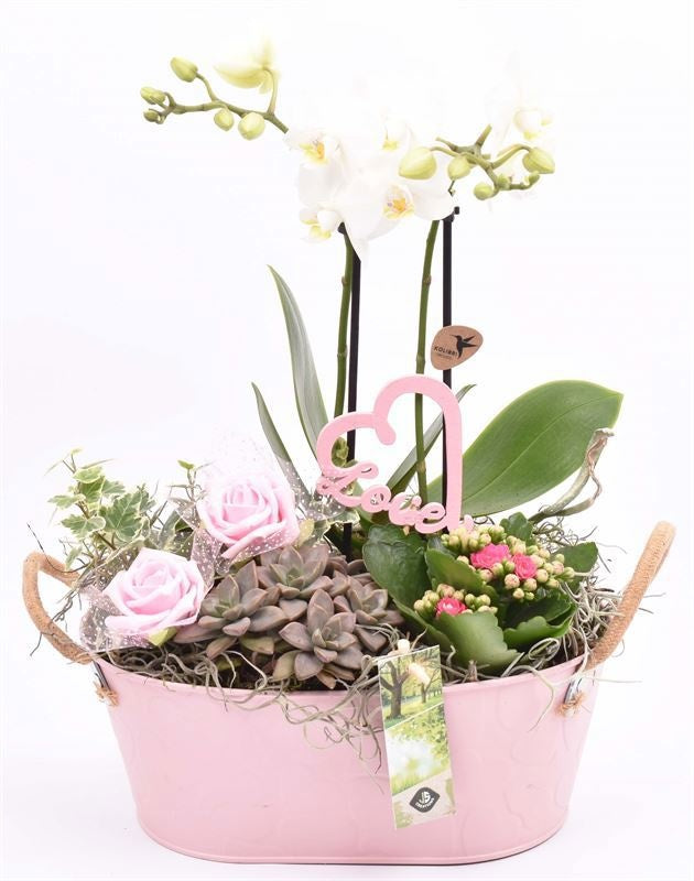 arr. Phalaenopsis 28cm Pot