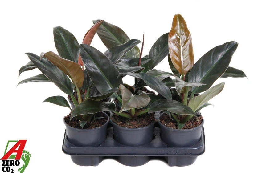 Philodendron Imperial Red 40cm 13cm Pot