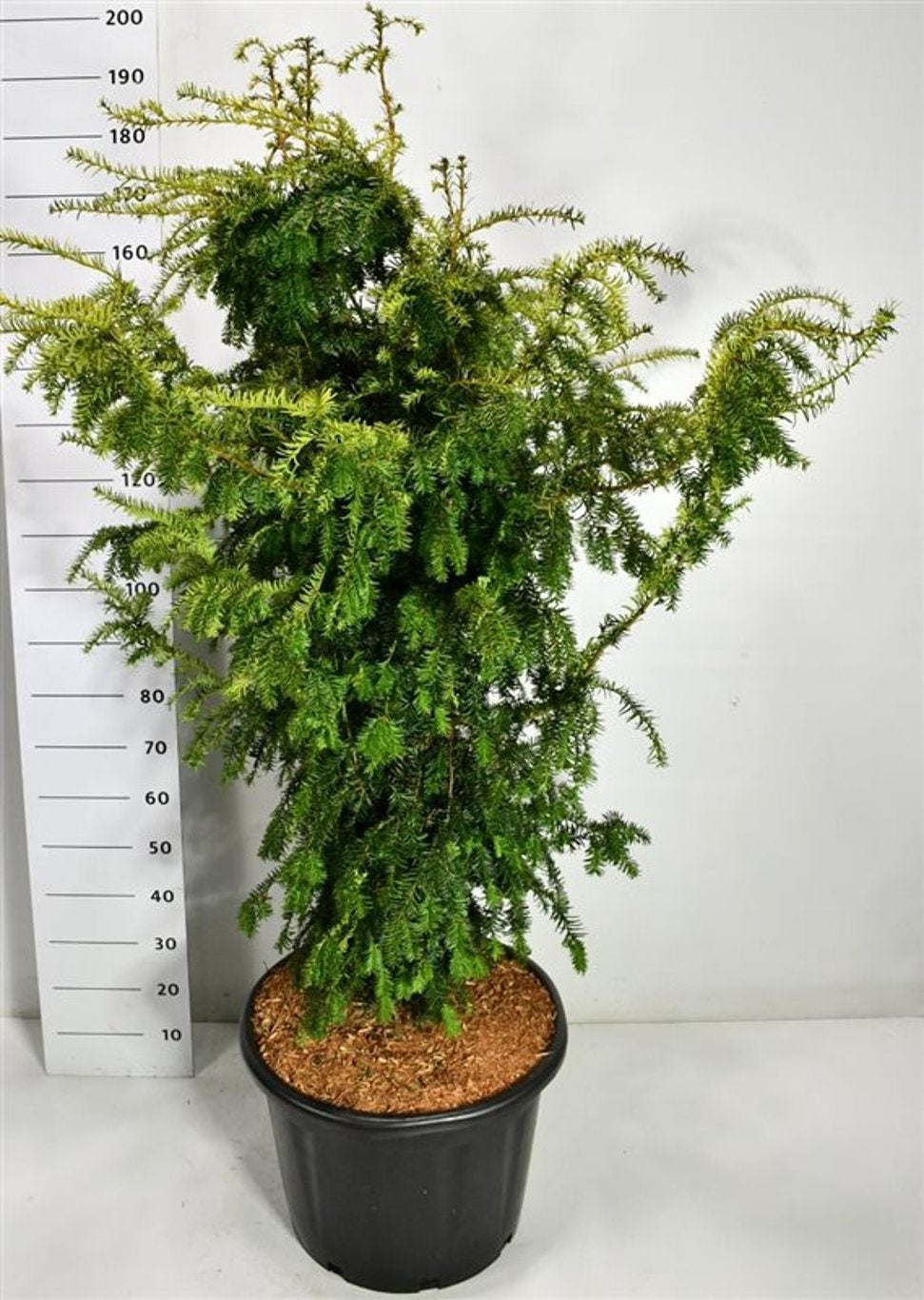 Taxus Dovastonii Aurea 200cm 54cm Pot