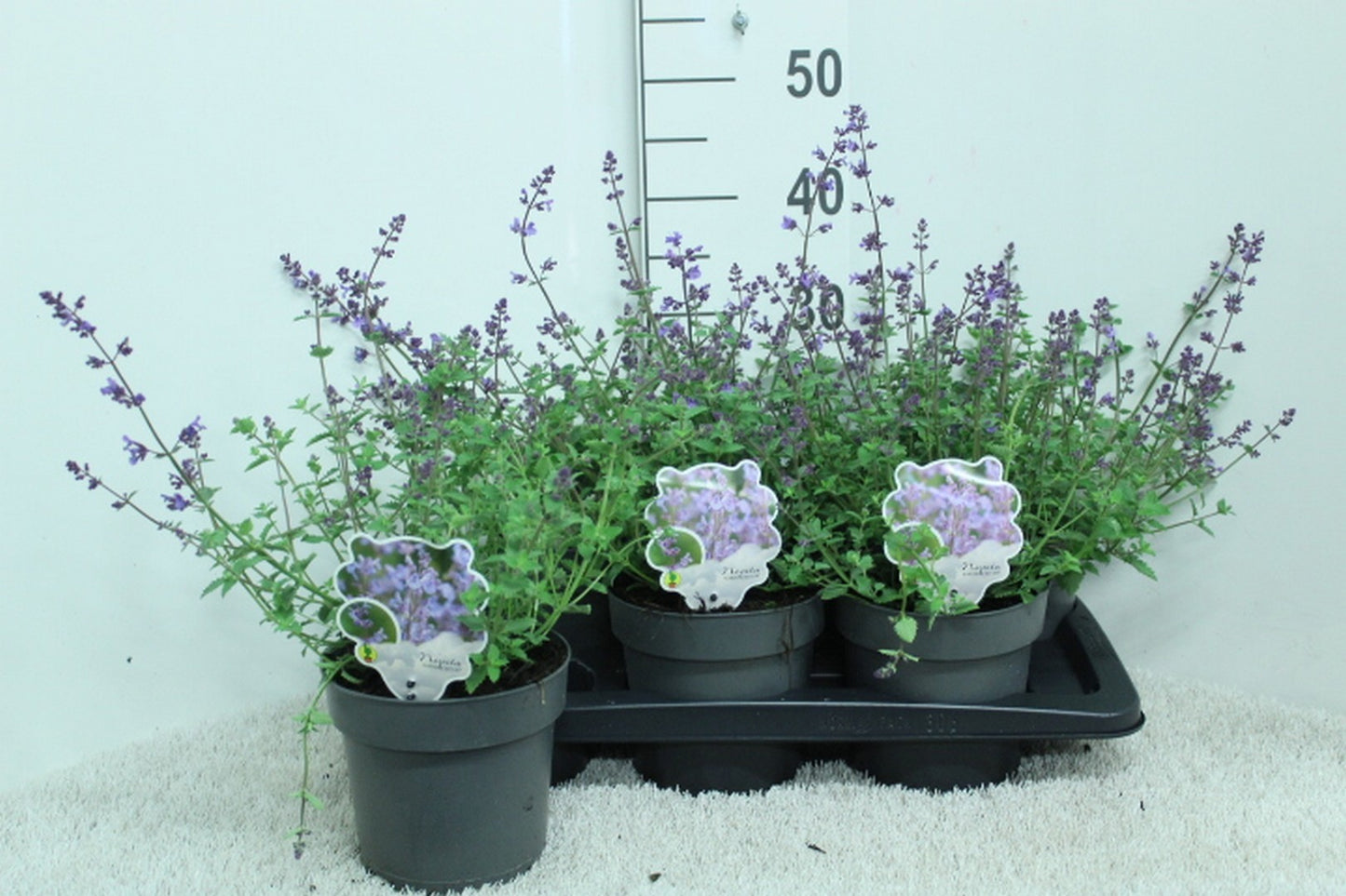 Nepeta faa. Kit Cat 40cm 17cm Pot