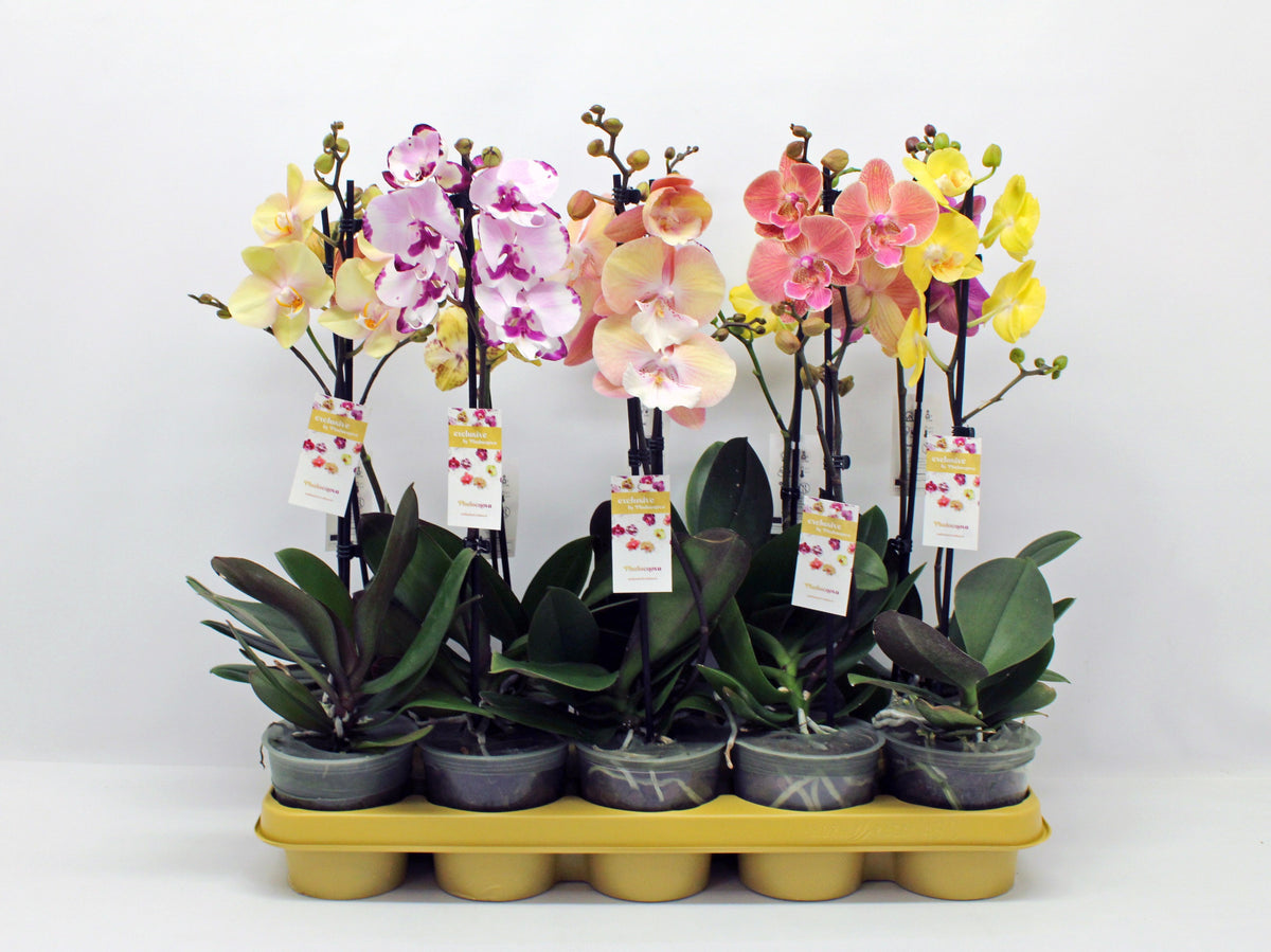 Phalaenopsis mix 50cm 12cm Pot