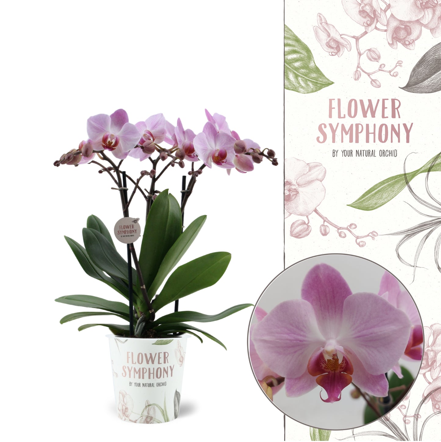 Phalaenopsis mf. Antwerp 40cm 12cm Pot