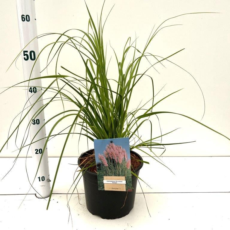 Cortaderia sel. Rosea 55cm 21cm Pot