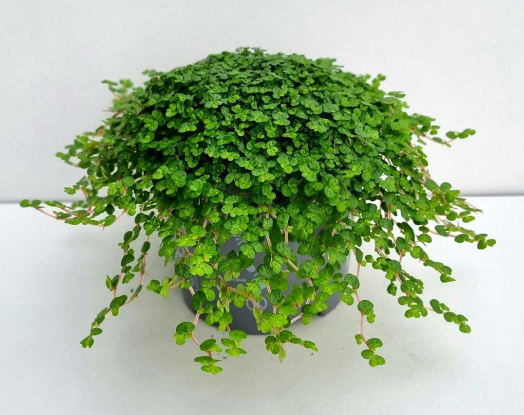 Soleirolia green 11cm 9cm Pot