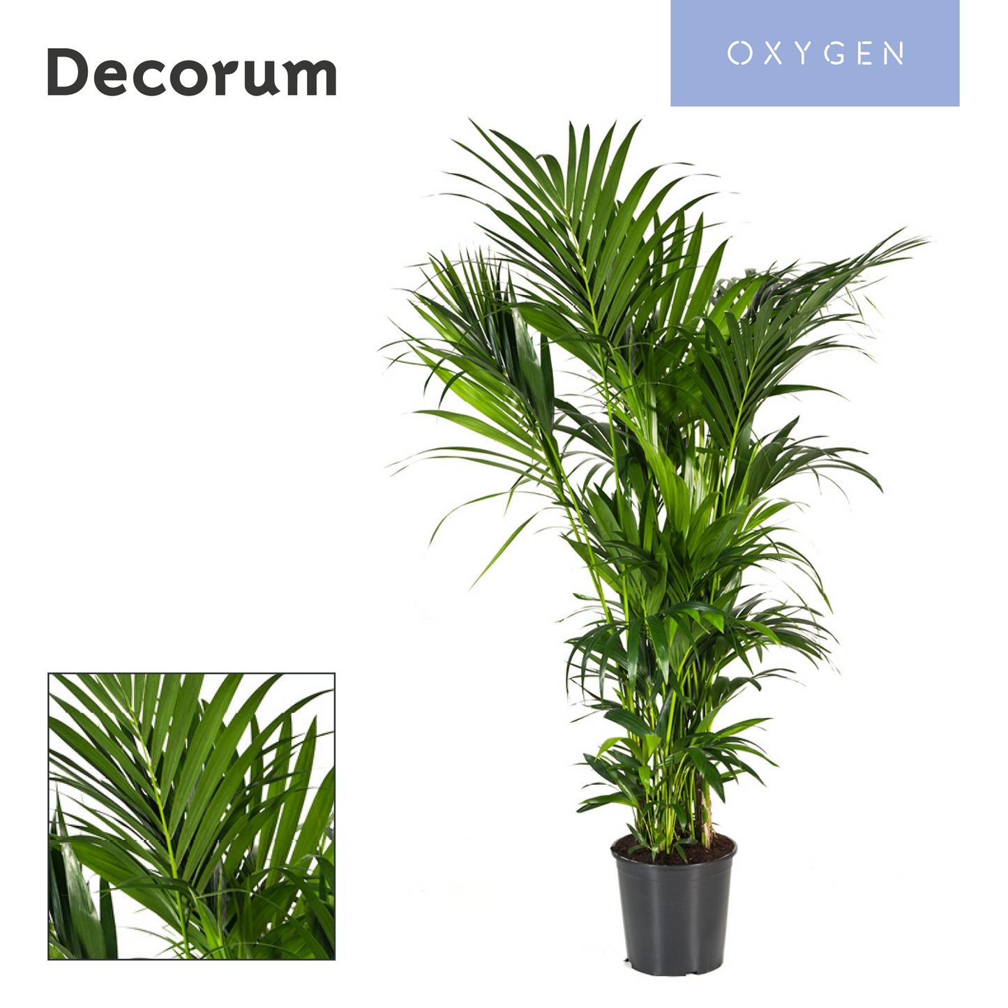 Howea forsteriana 180cm 32cm Pot