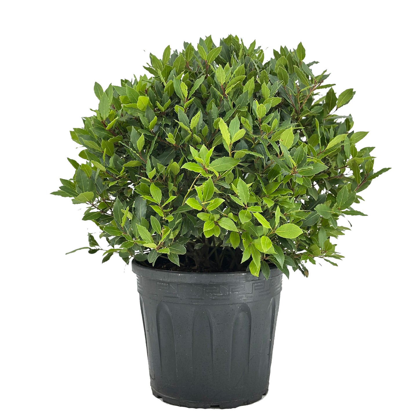 Laurus nobilis 80cm 30cm Pot