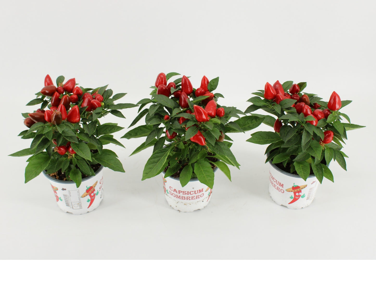 Capsicum ann. Mambo Red 25cm 12cm Pot