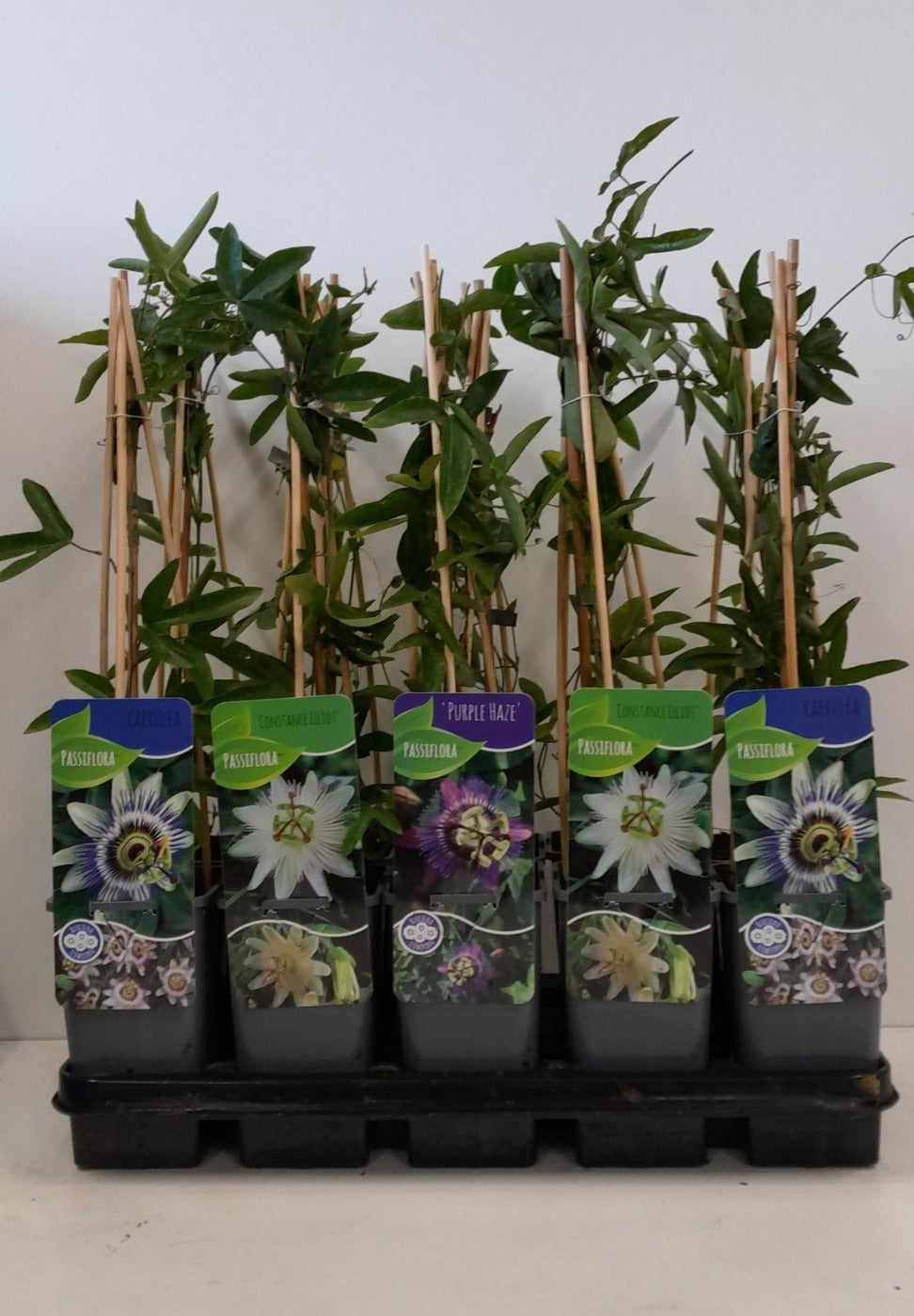 Passiflora mix 60cm 14cm Pot