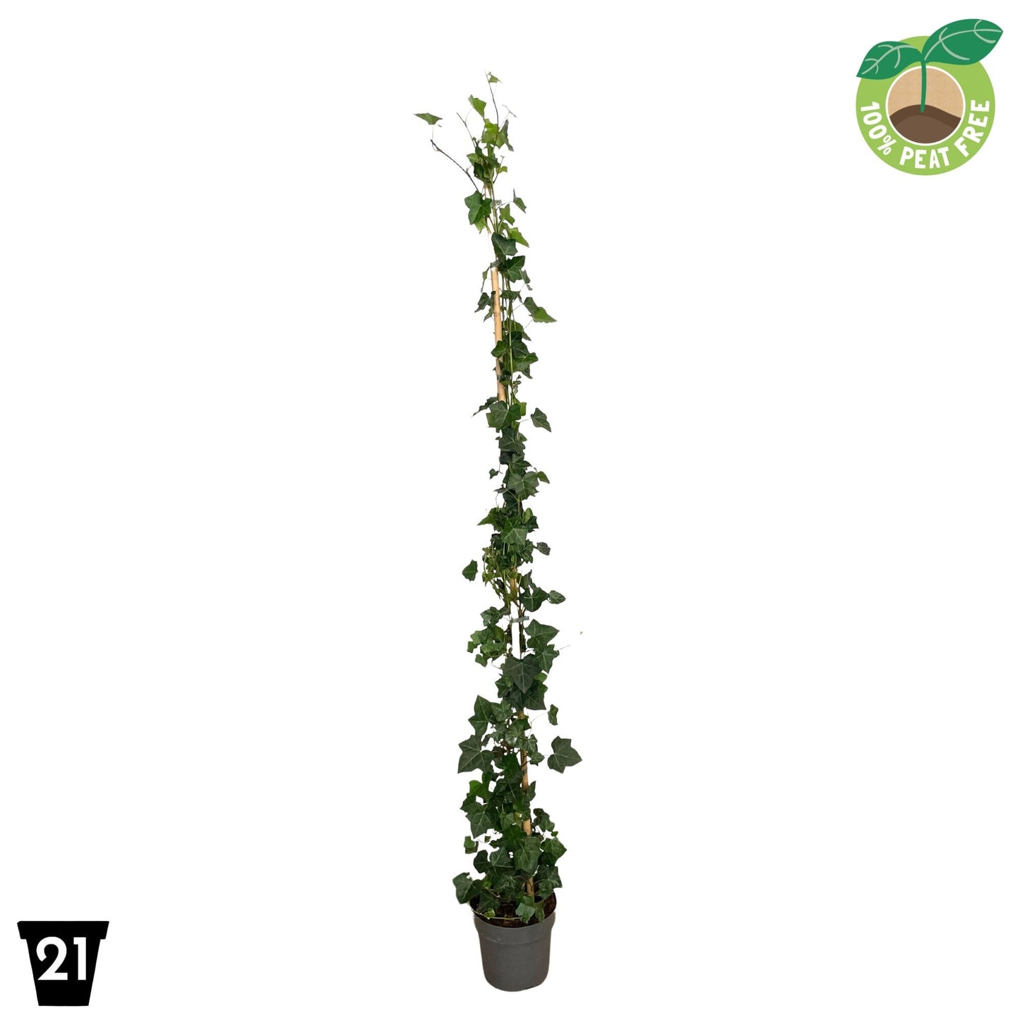 Hedera hibernica 21cm Pot