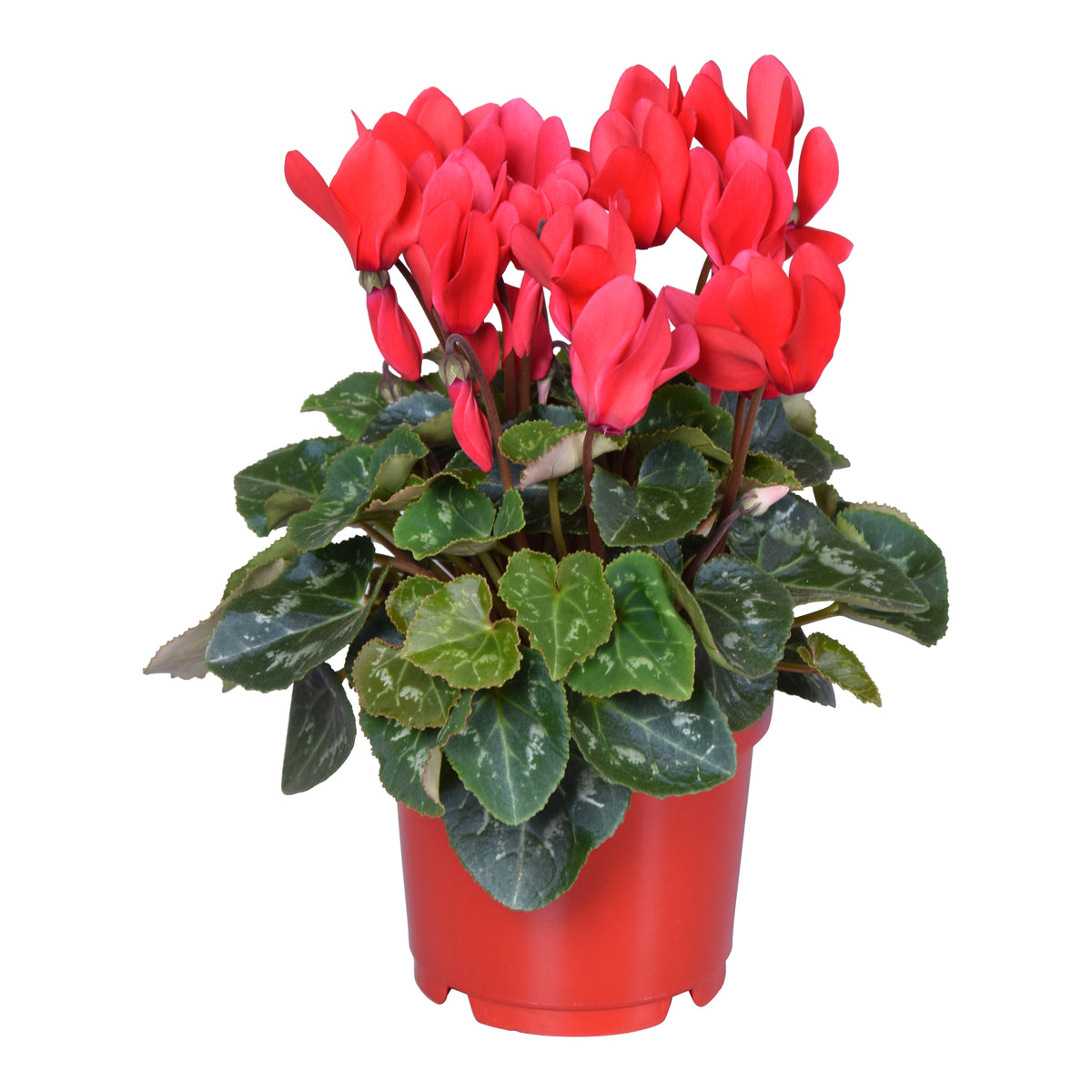 Cyclamen Allure red 25cm 12cm Pot